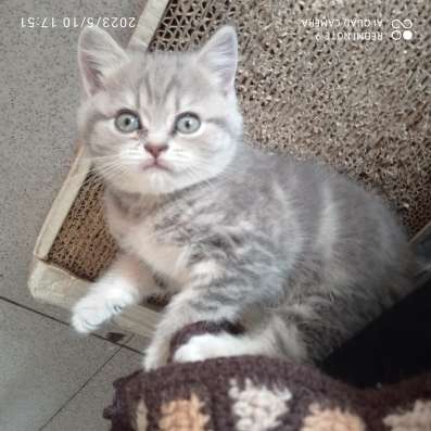 Шотландские котята в Челябинске фото 5