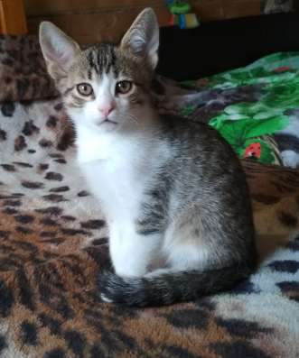 Котик 3 месяца в добрый руки в Зеленограде фото 3