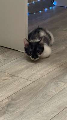 Котенок в добрые руки в Челябинске
