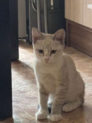 Котенок в добрые руки в Уфе фото 7