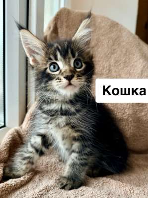 Котята Мейн-кун с документами в Геленджике фото 3