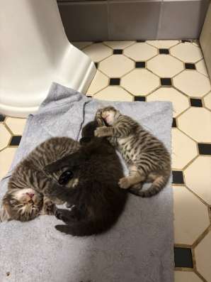 Котик