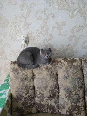 Продам шотландских котят фото 6