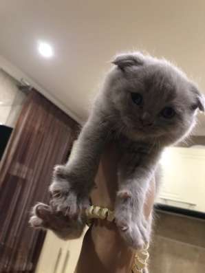 Шотладский вислоухий котёнок