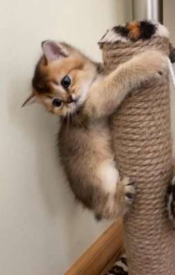 Bkh kitten (Британский короткошёрстный котята)