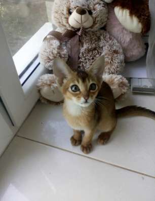 Abessinierkatze 3,5 Monate dringend фото 7