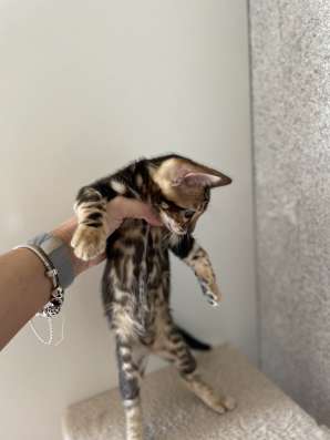 Бенгальские котята фото 6