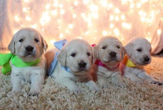 Golden Retriever Welpen