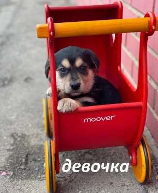 Щенки-малыши в добрые руки! в Москве фото 4