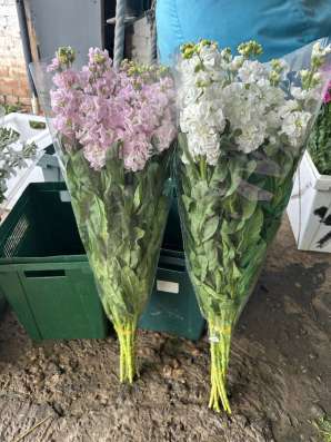 Малиолла в Краснодаре фото 7