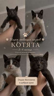 Отдам котят в добрые руки