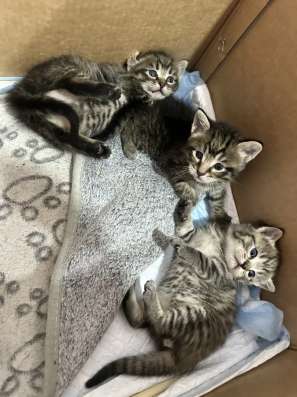 Шотландский котенок