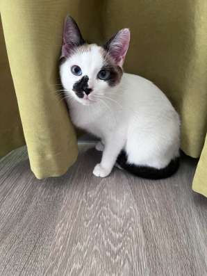Котёнок Сноу шу