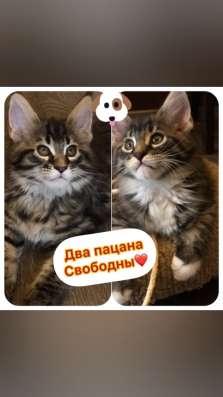 Котята породы мейн-кун