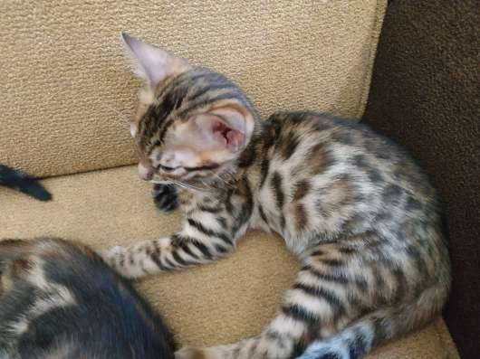 Бенгальские котята