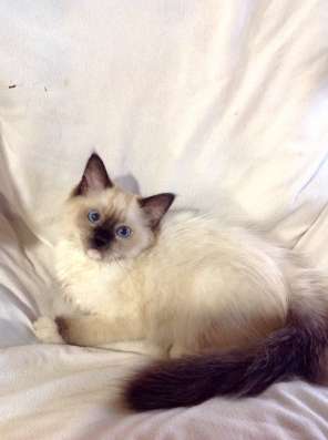 Котенок мальчик ragdoll