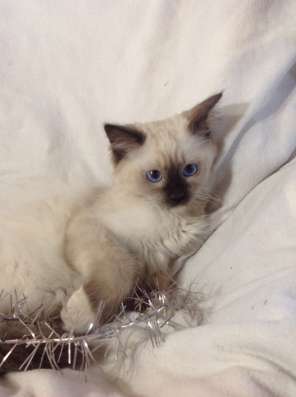 Котенок мальчик ragdoll фото 7