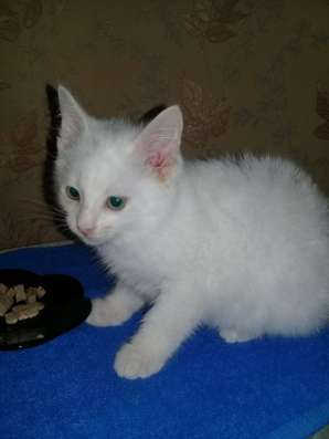 Котенок Марсель в дар