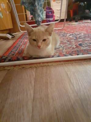 Отдадим кошечку в добрые руки