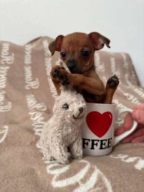 Zwergpinscher мини (до 2.5 кг) фото 14