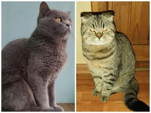 Шотландские котята
