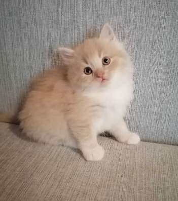 Котята персидские