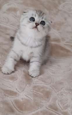 Шотландские котята фото 7
