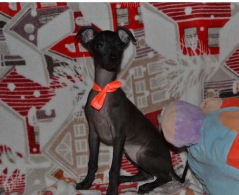 Italian greyhound
