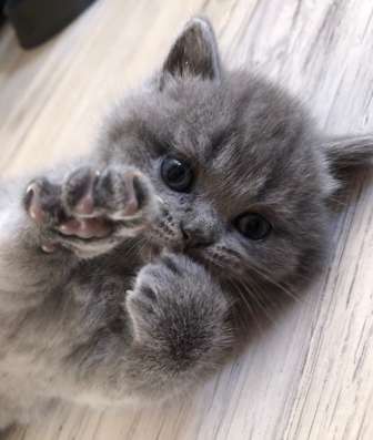 Плюшевые котята
