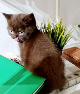 Котята шотландские страйт
