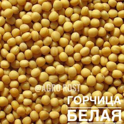 ГОРЧИЦА БЕЛАЯ/ГОРЧИЦА ЖЕЛТАЯ в Казани