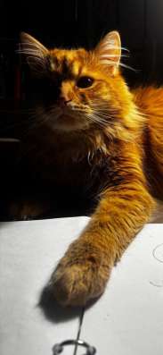 Отдам кота