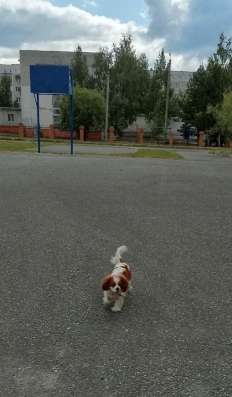Выгул собак