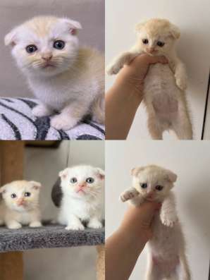 Шотландские вислоухие котята