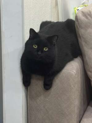 Котик в добрые руки