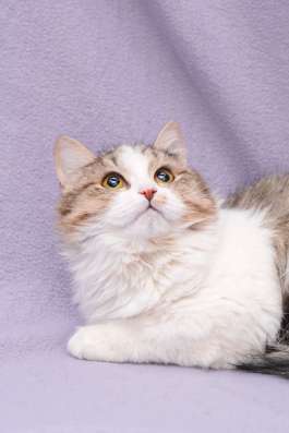 Котенок нуждается в семье