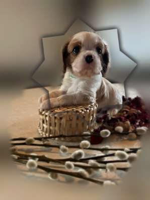 Cavalier king девочка и мальчики
