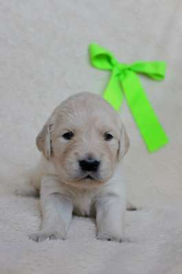 Golden Retriever Welpen фото 6