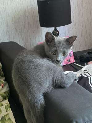 Котенок в добрые руки в Твери