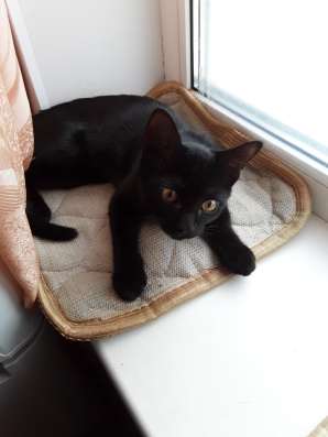 Котёнок бесплатно в Коломне фото 3