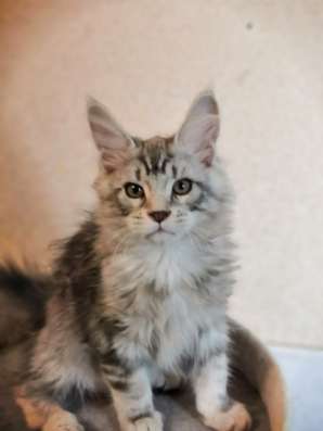 Котята породы мейн-кун в Москве фото 8