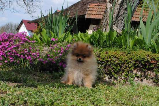 Pomeranian Spitz girl