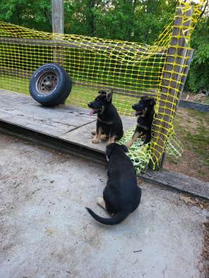 German shepherd puppies