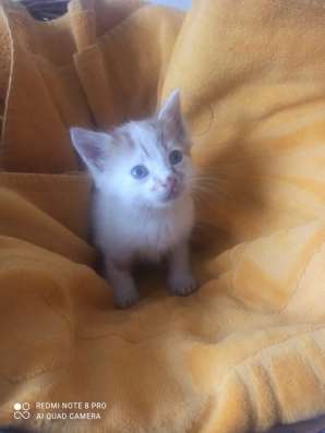 Котенок Рыжик в Краснодаре фото 15