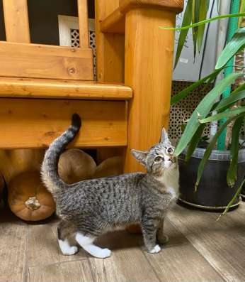 Котенок