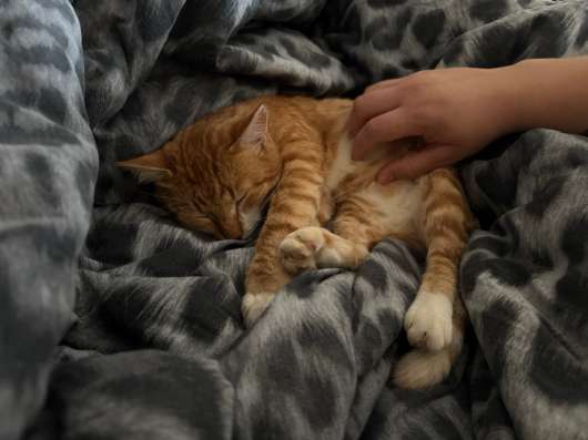 Котенок в добрые руки