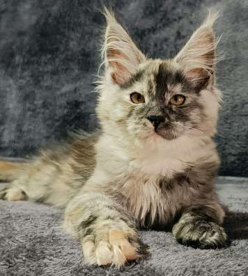 Maine Coon kittens. Home nursery фото 3