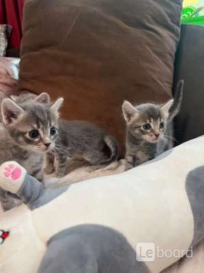 Котята в добрые руки в Томске фото 3