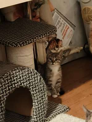 Котенок мальчик 4 месяца