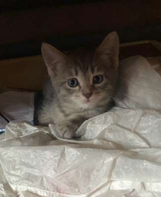Котятки в добрые руки в Барнауле
